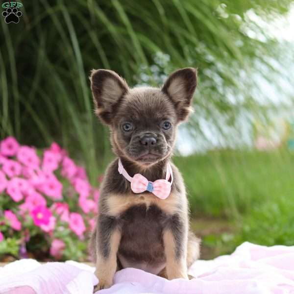 Mae, French Bulldog Puppy